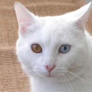 Meet your Posher, Mary ann